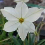 Ipheon uniflora alba - 8cm pot 